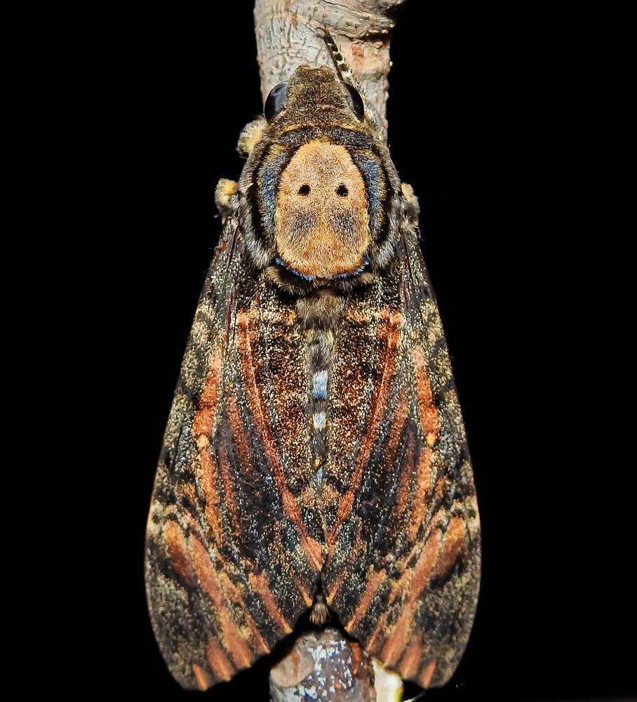 Photograph by Harshith Sangaraju