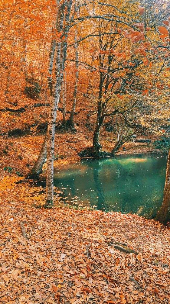 Фотография автора Merve Aruta