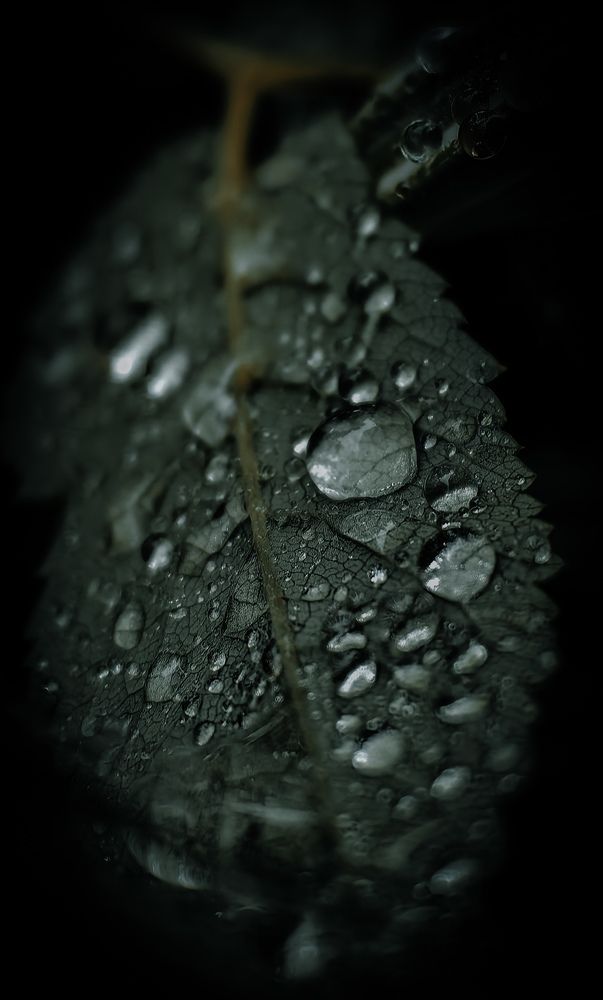 Photograph by Sergey