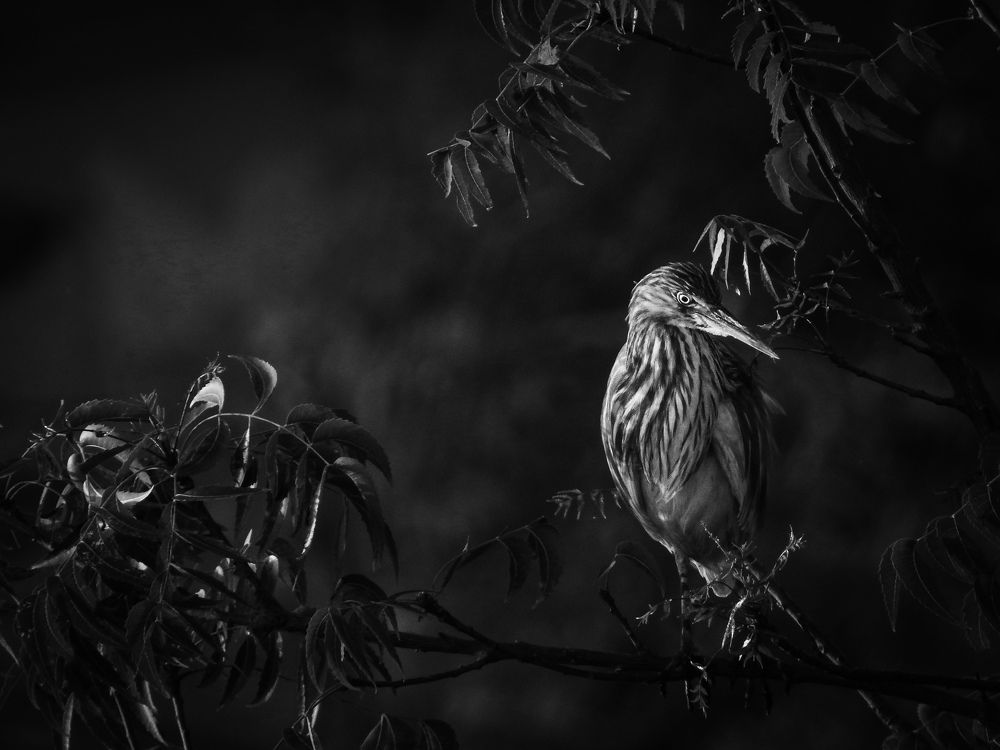 Photograph by Harshith Sangaraju