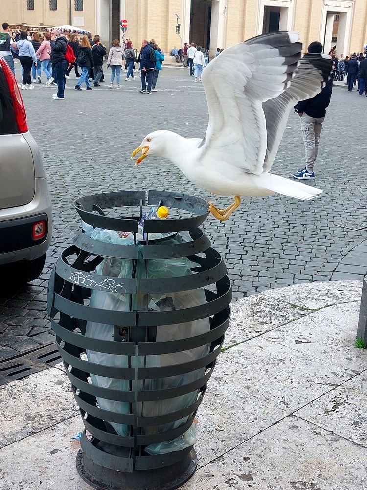 Gaviota en El Vaticano.