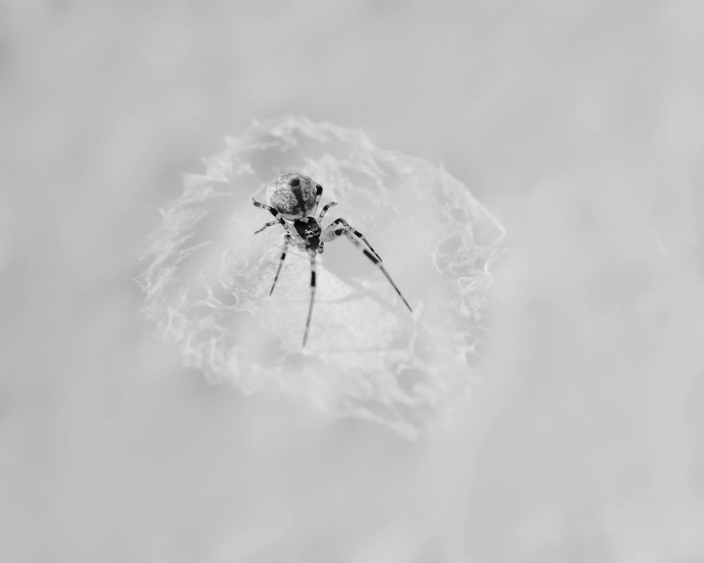 Photograph by José Pla