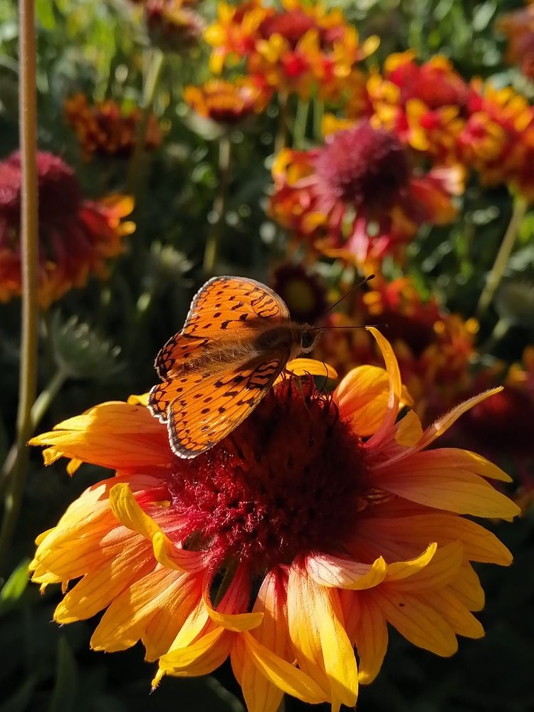 Photograph by Анжелика