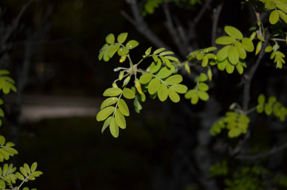 Фотография автора Антонина Клементьева