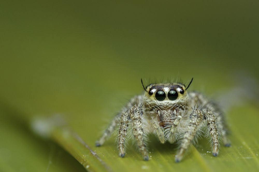 The gaze of a cute jumper