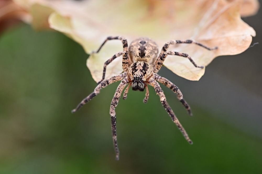 Photograph by Светлана Ивановна