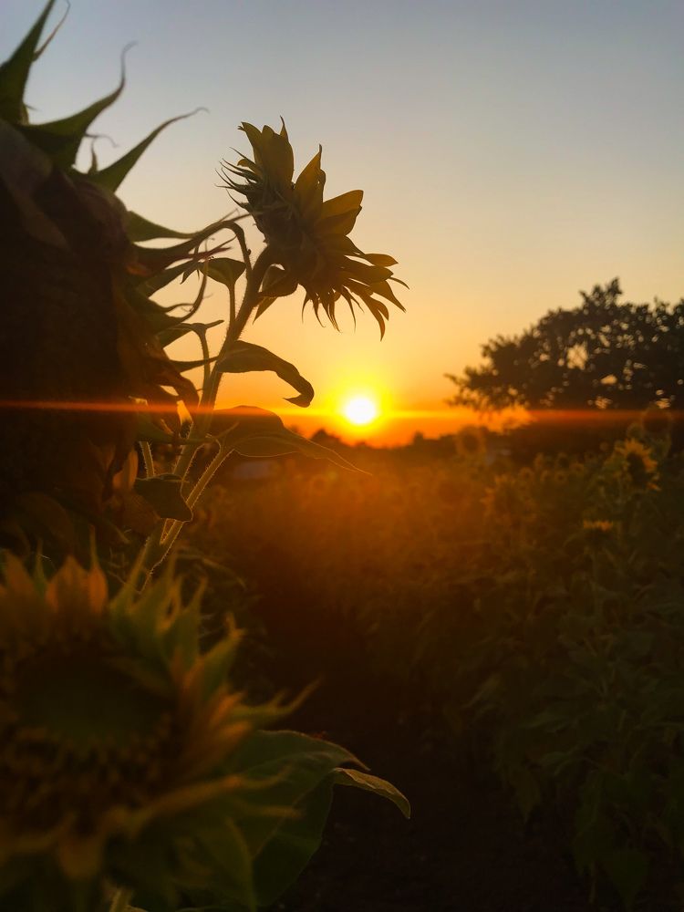 Photograph by Sr. Ma. Jenny Mhy-sy Yasa