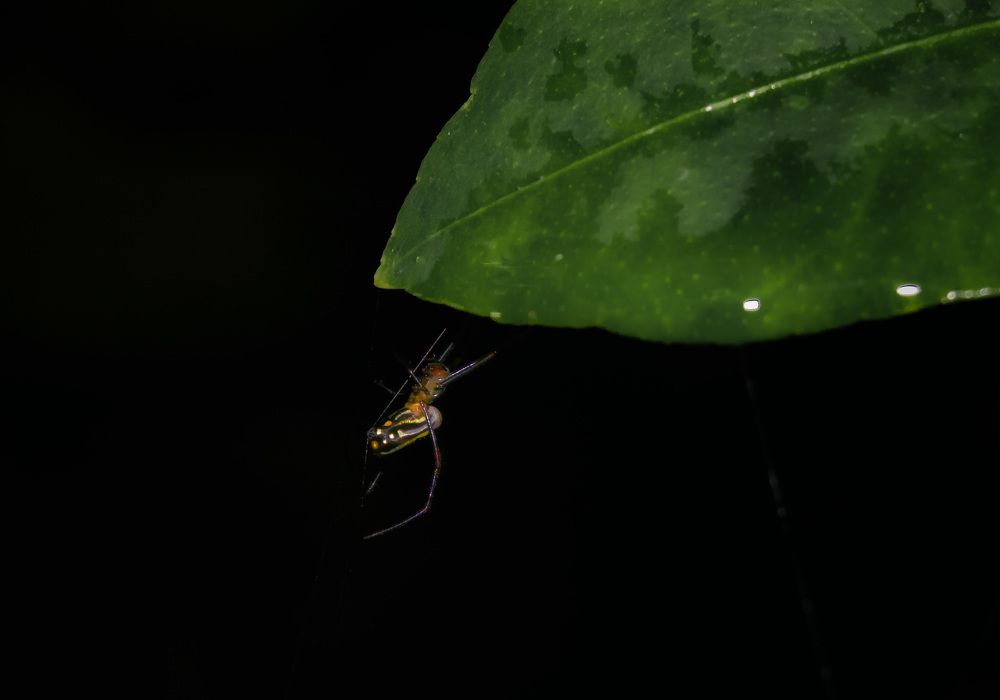 Photograph by Adelaida Frias Hernández