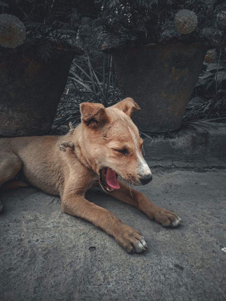 Photograph by Souvik Bhattacharyya