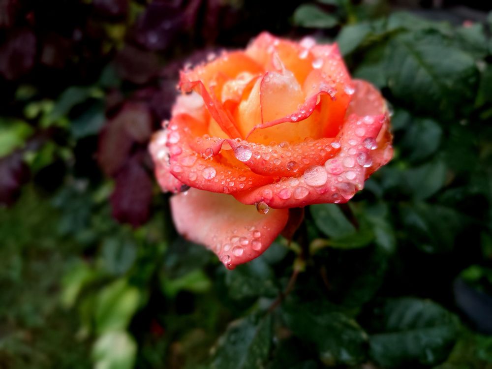 Фотография автора Дмитрий Referee