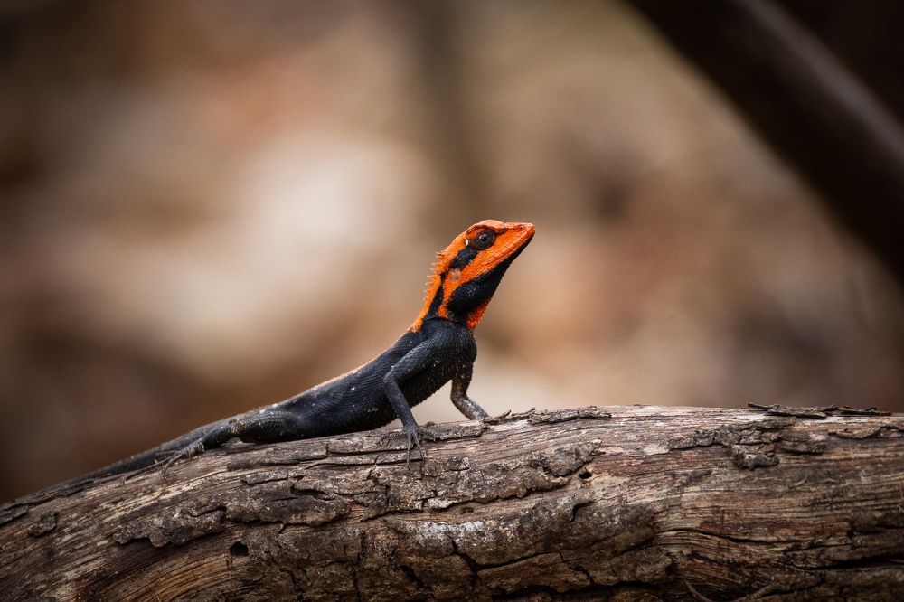 Photograph by Debashis Mohapatra