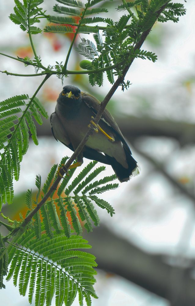 Photograph by SABBYASACHI SENGUPTA