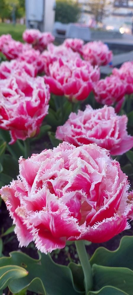 Фотография автора Ольга Круковская