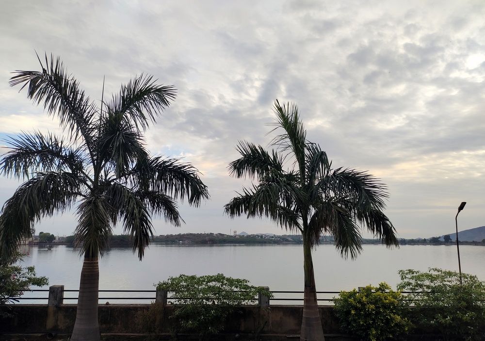 Palm tree