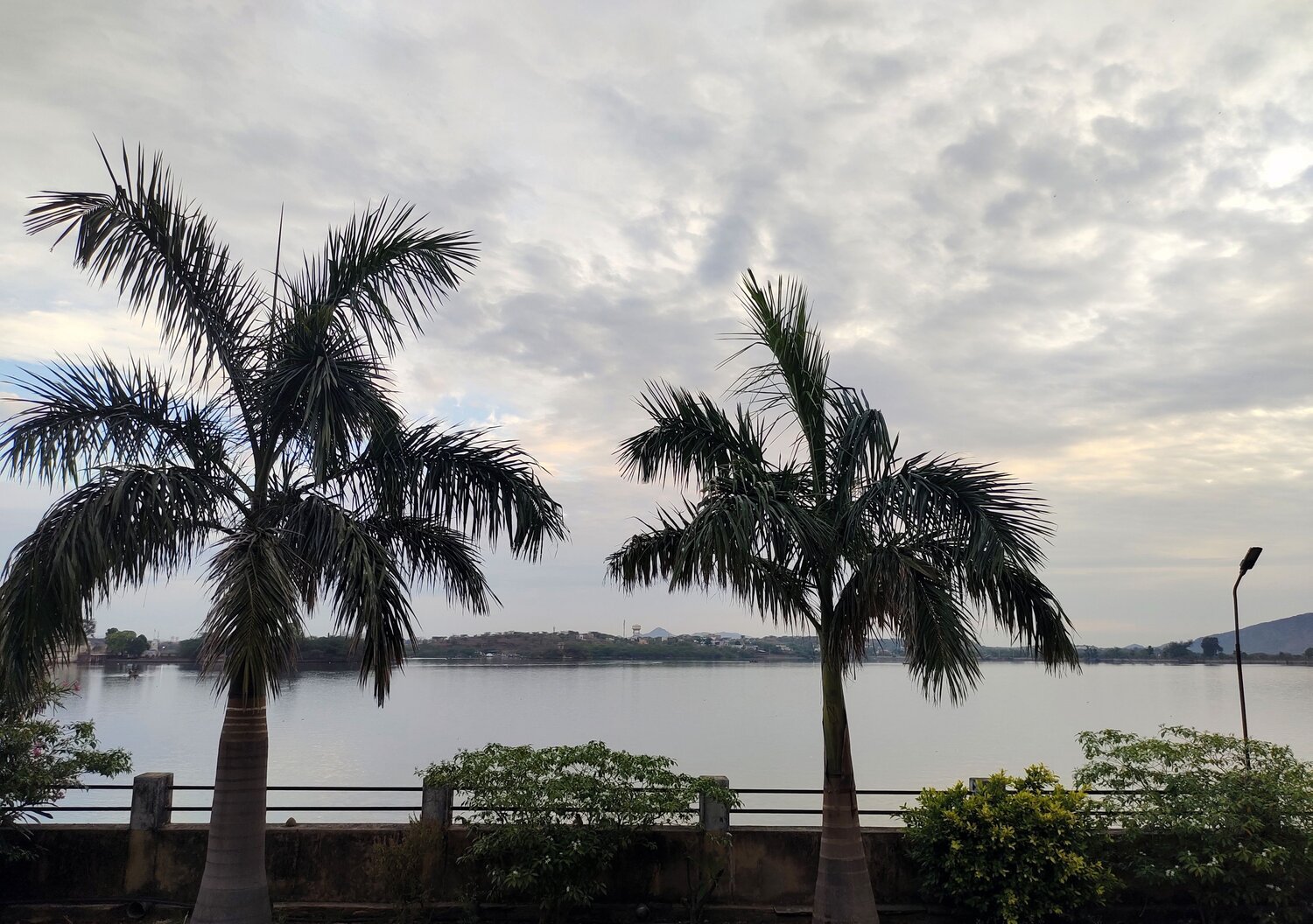 Palm tree