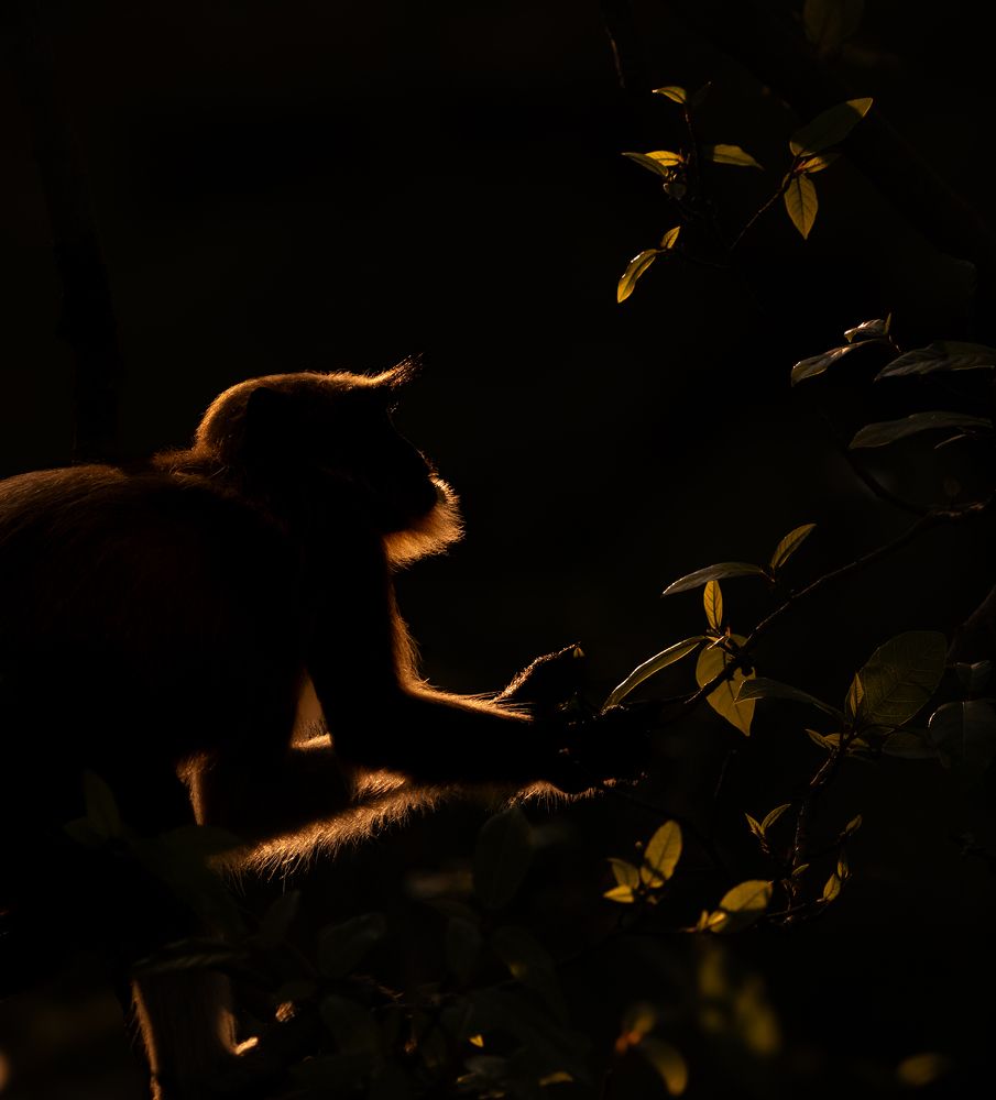 Indian Langur