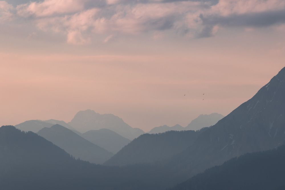 Birds in the morning Sky
