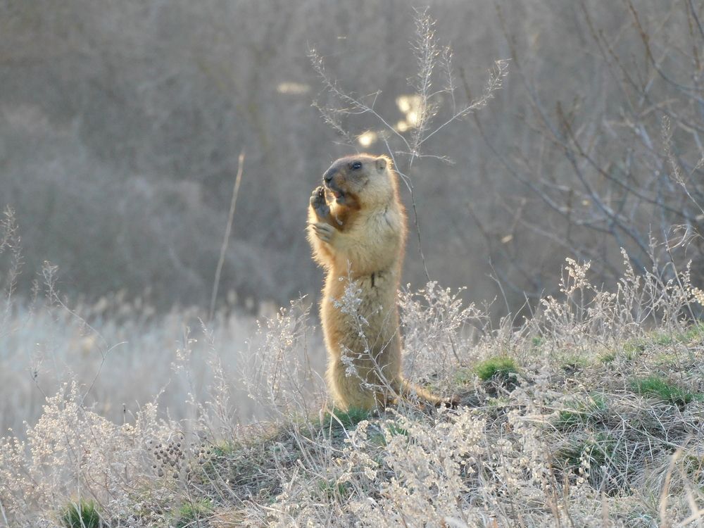 Photo #10666547