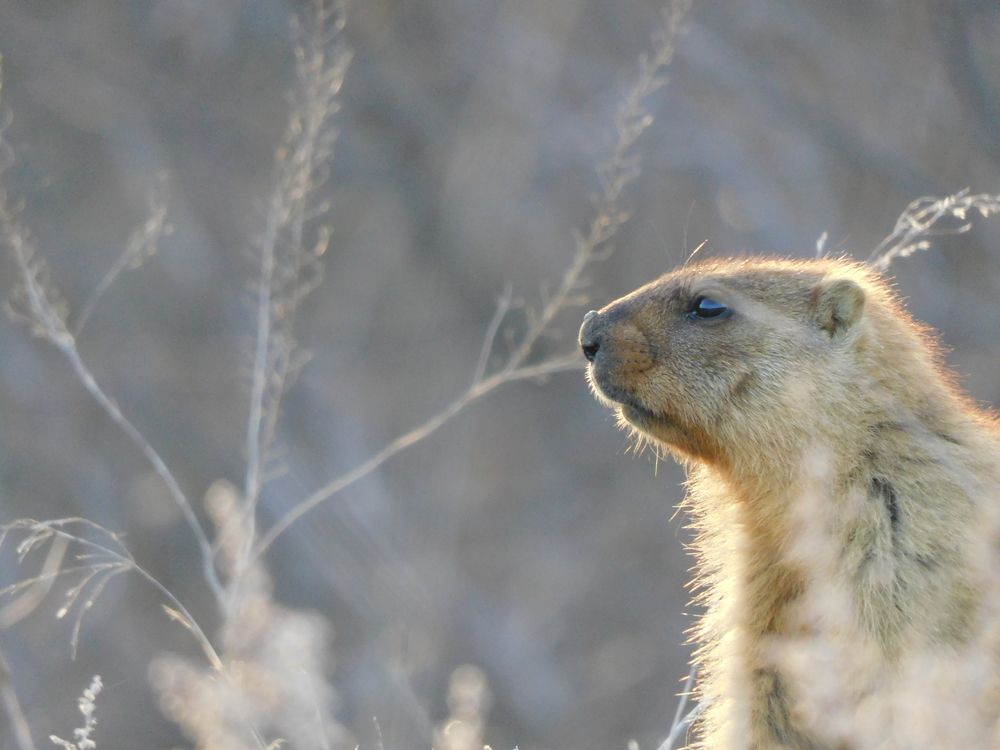 Photo #10666548