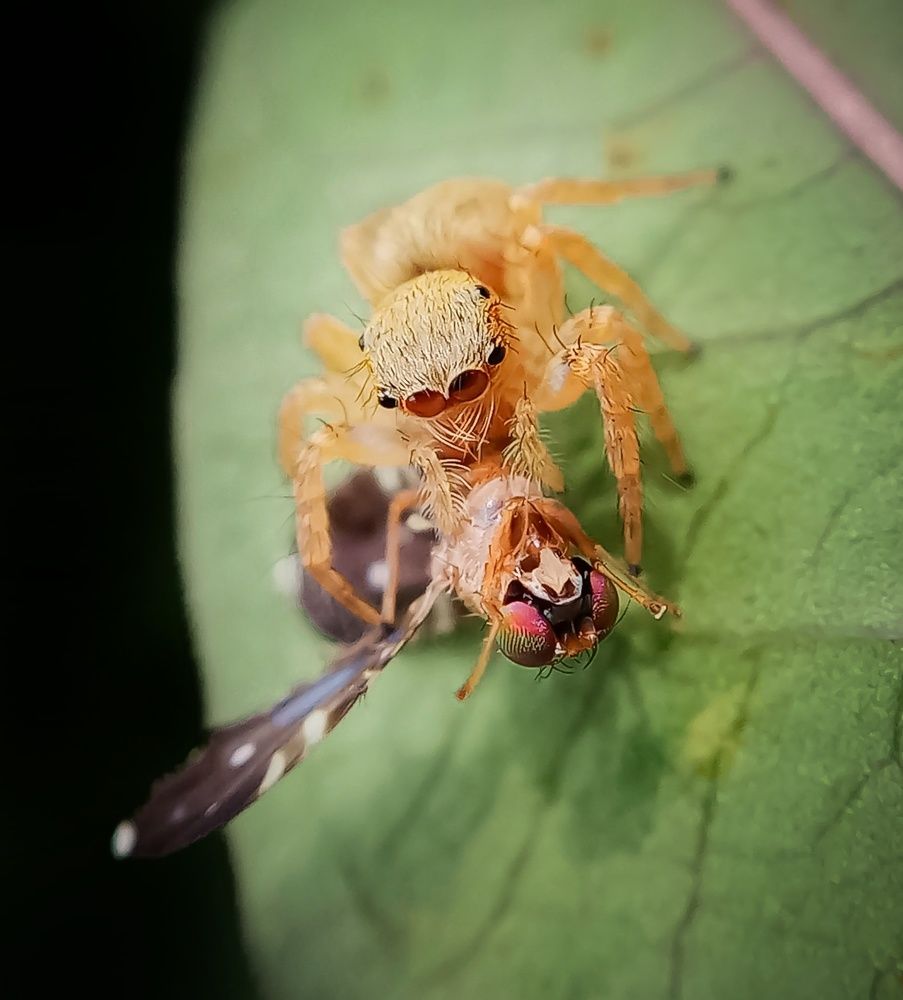 Photograph by A .Thimira dinisuru