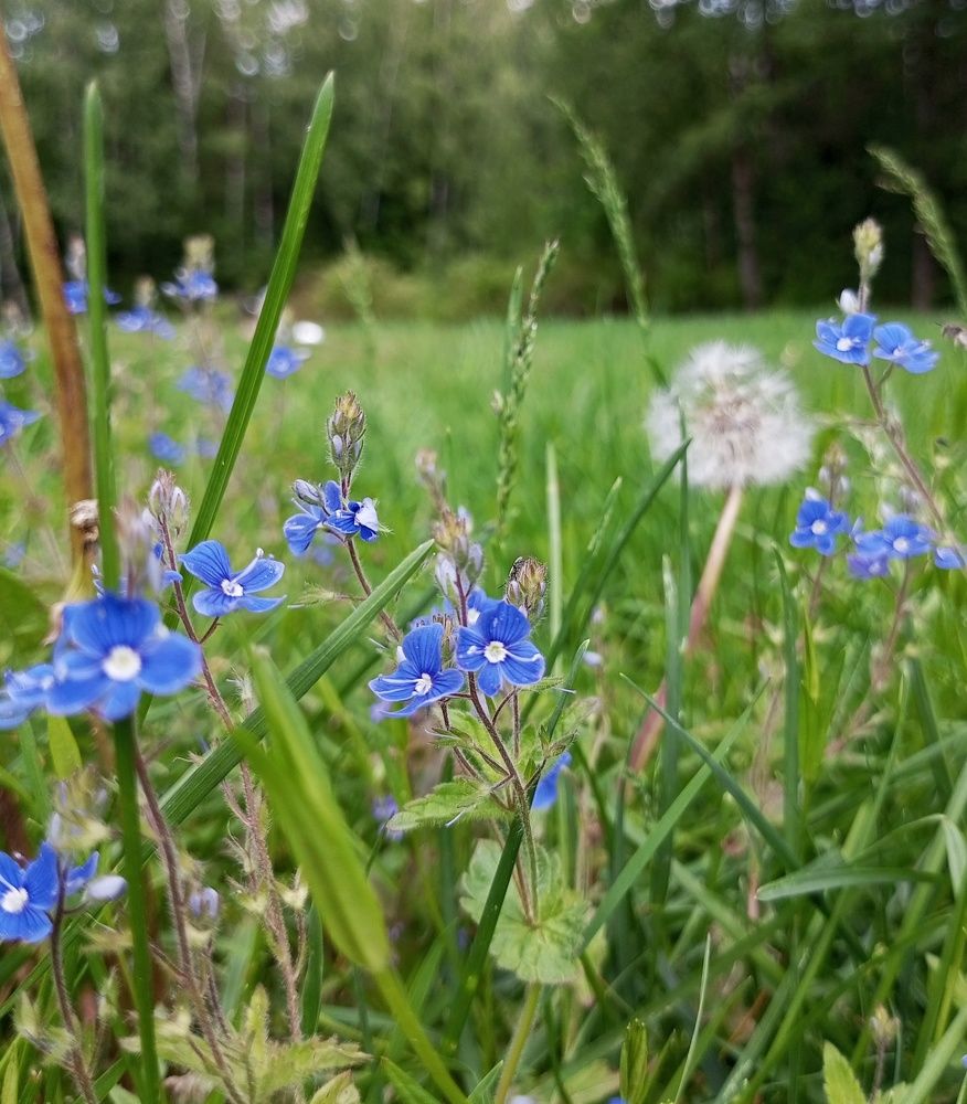 Photograph by Людмила М