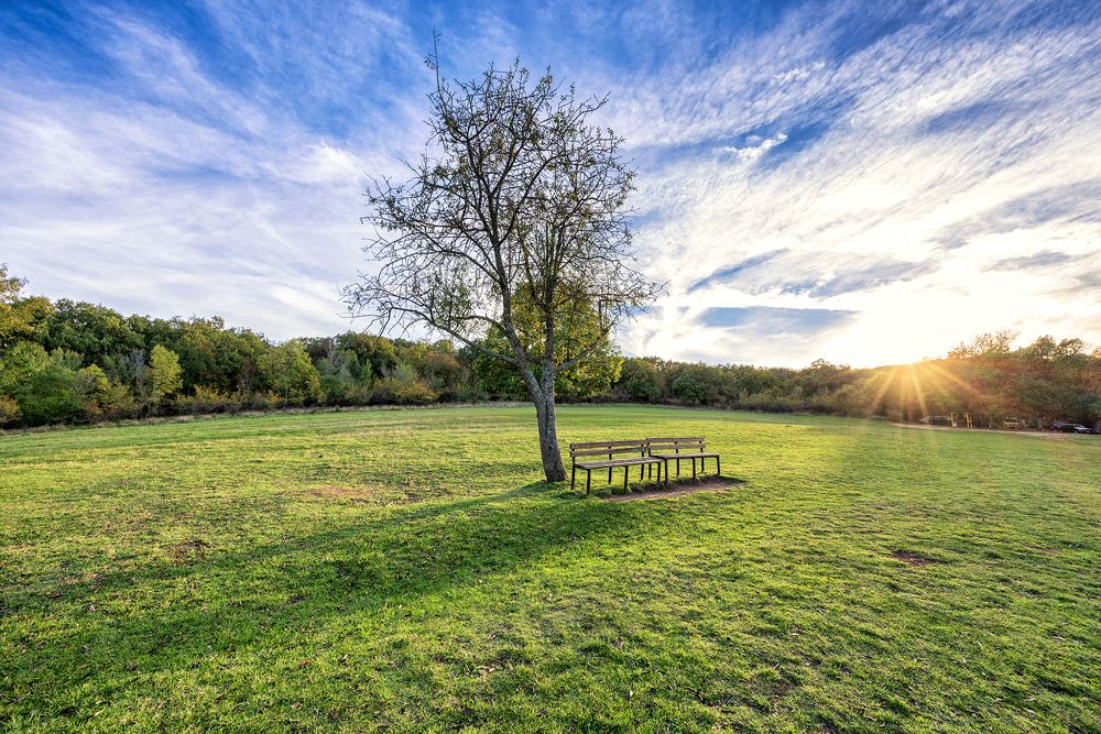 The Lonely Tree In The Field