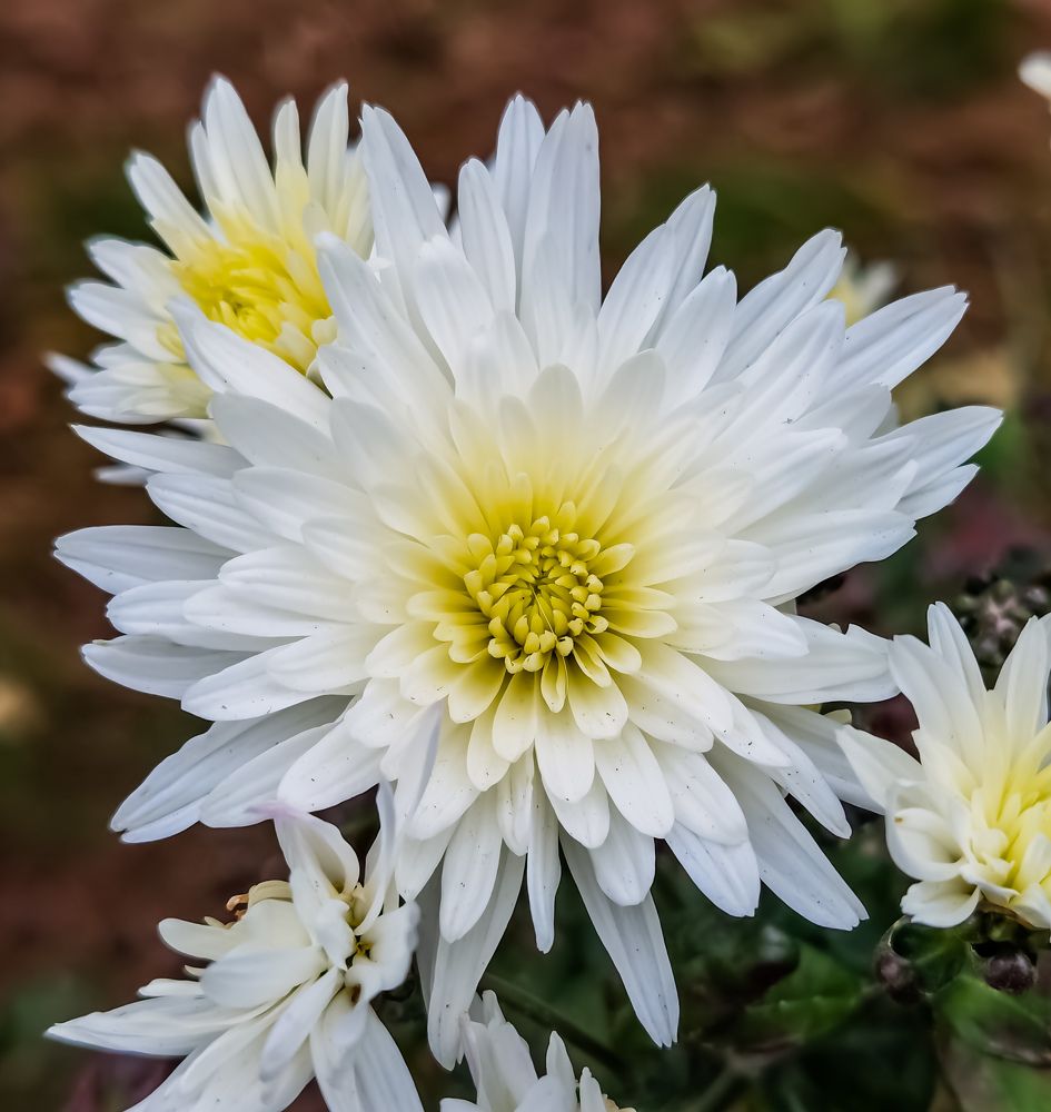 Photograph by Nikolay Draganov