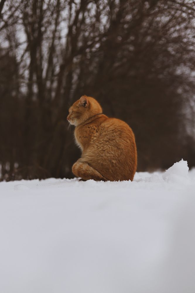 Photograph by Руслана Ковалевская