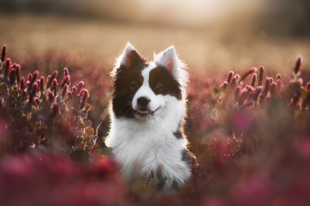 Photograph by Nikol Kopp