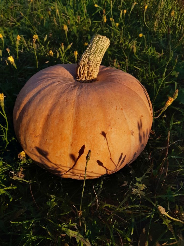 Photograph by Катерина Солдатова