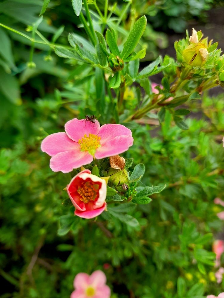 Photograph by Катерина Солдатова