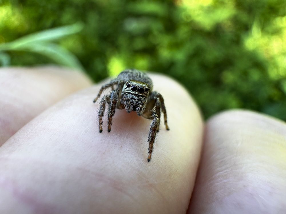 Эварха радужная (Evarcha arcuata)