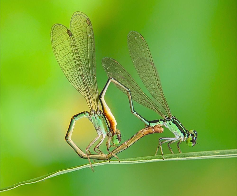 Xếp Hình Trái Tim