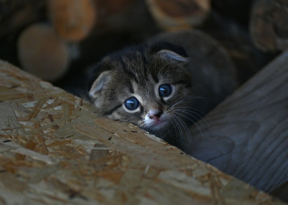 Photograph by Ольга Пумочка-13