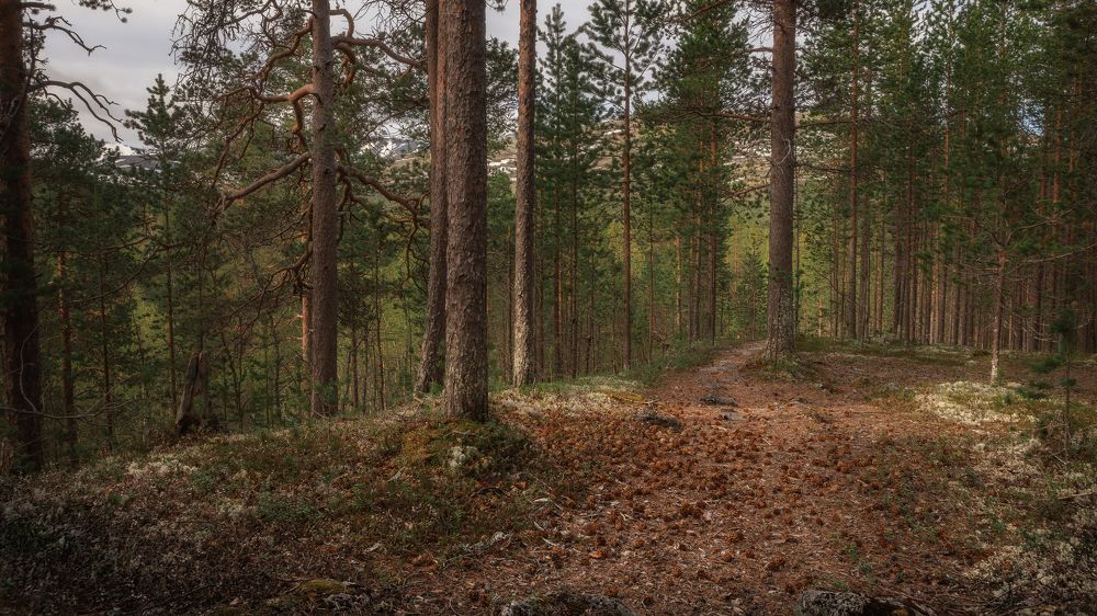 На лесной тропе