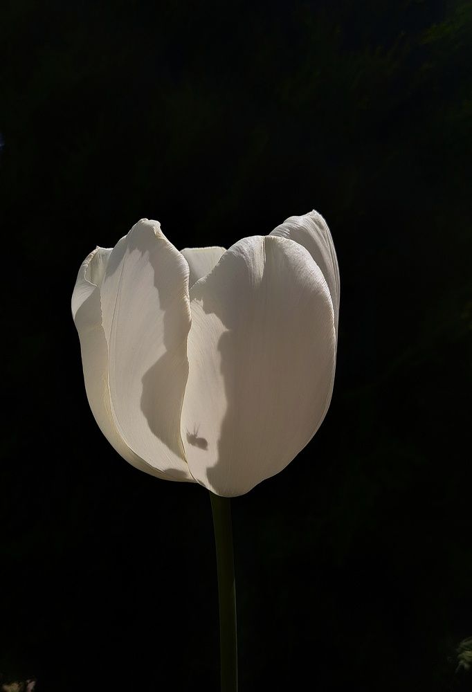 Photograph by Ольга Пумочка-13