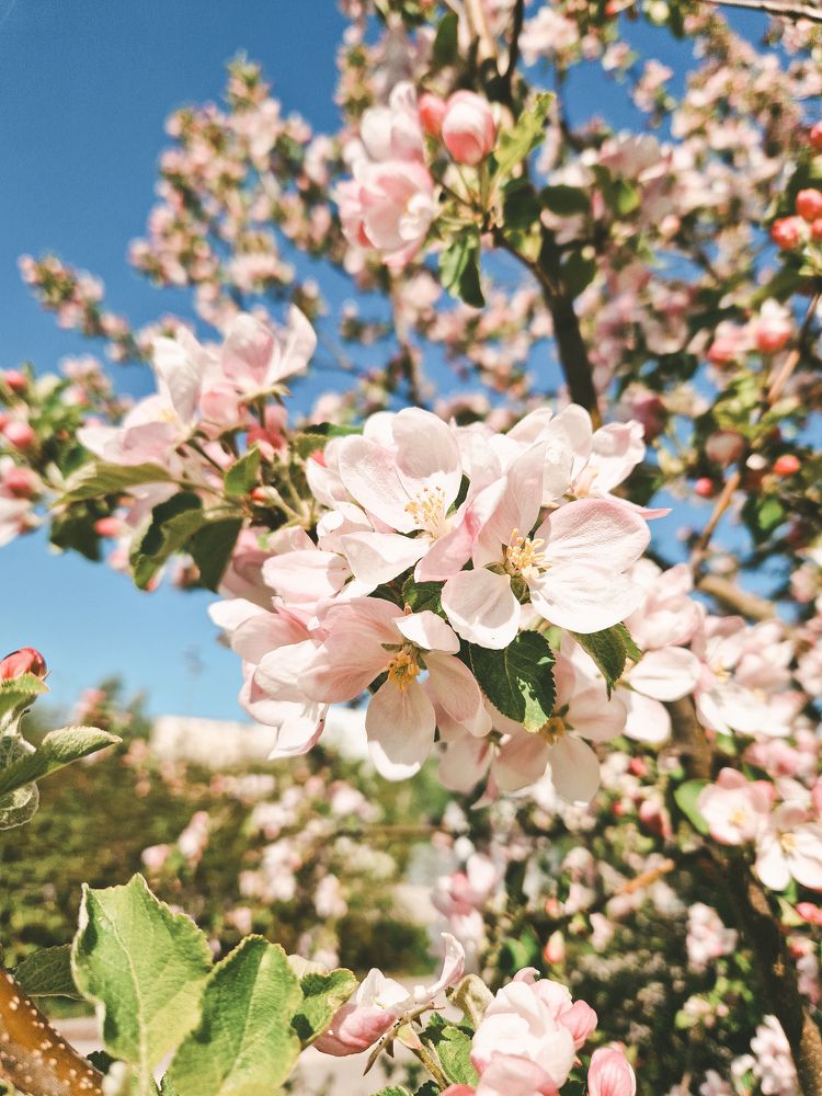 Фотография автора Liidia Klemmer