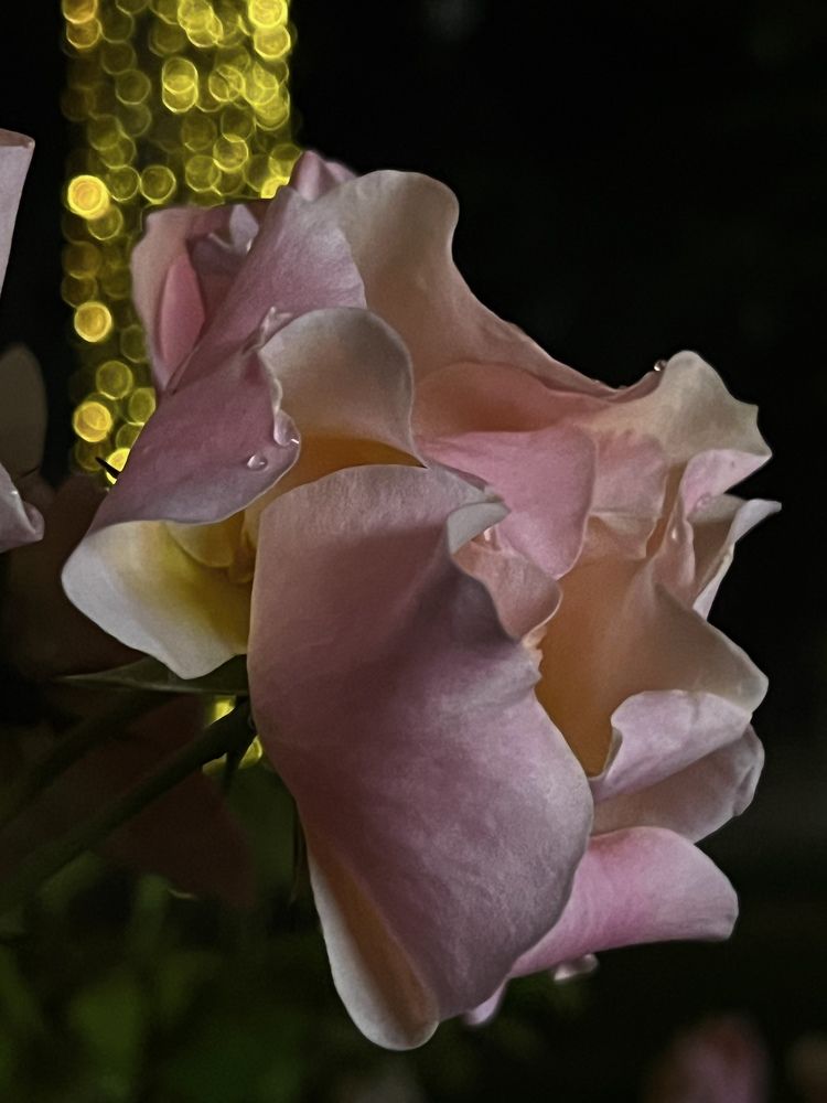 Photograph by Элеонора Ер