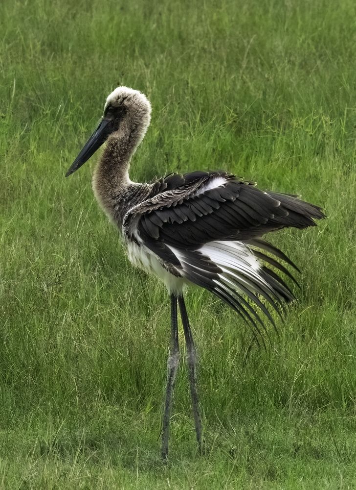Juvenile Black-necked Stork