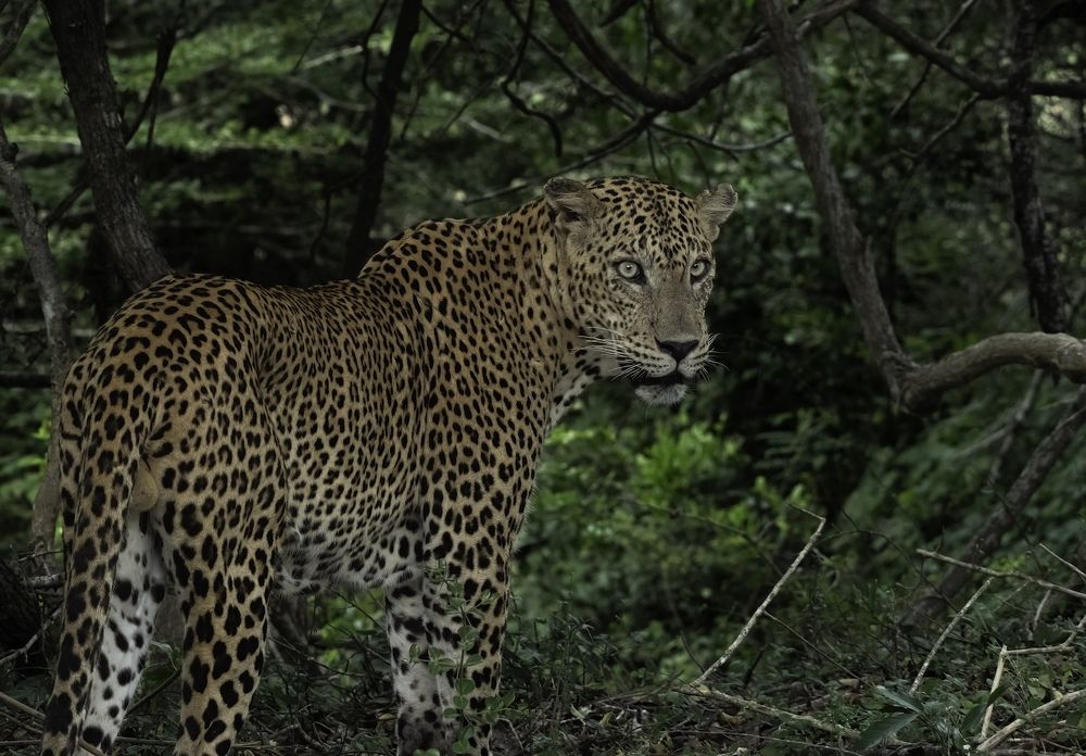 Photograph by HEMAMALI GUNASEKARA