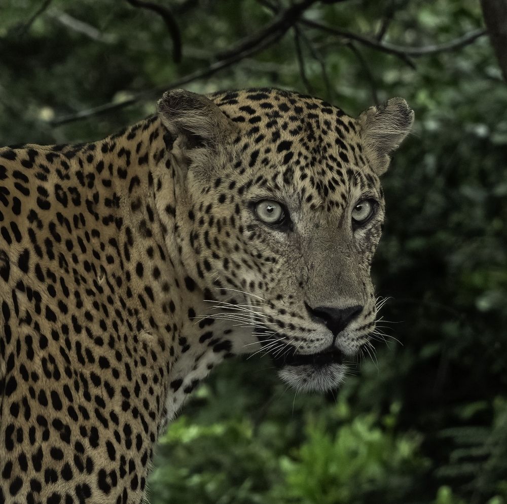 Photograph by HEMAMALI GUNASEKARA