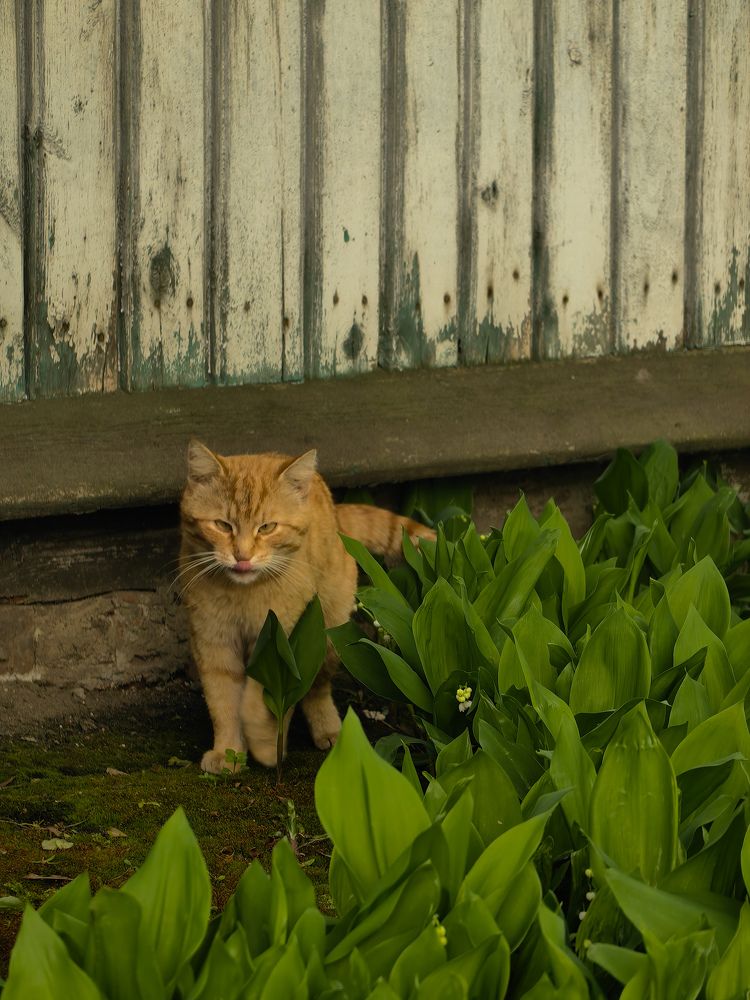 Фотография автора Ольга Панасюк
