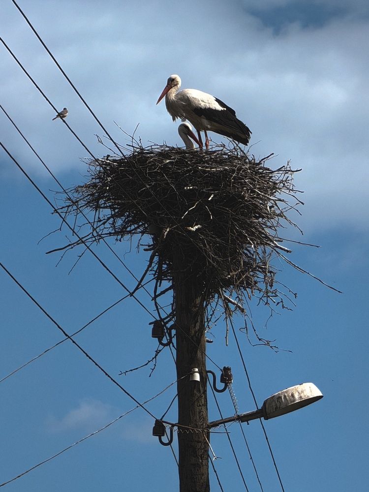 Фотография автора Ольга Панасюк