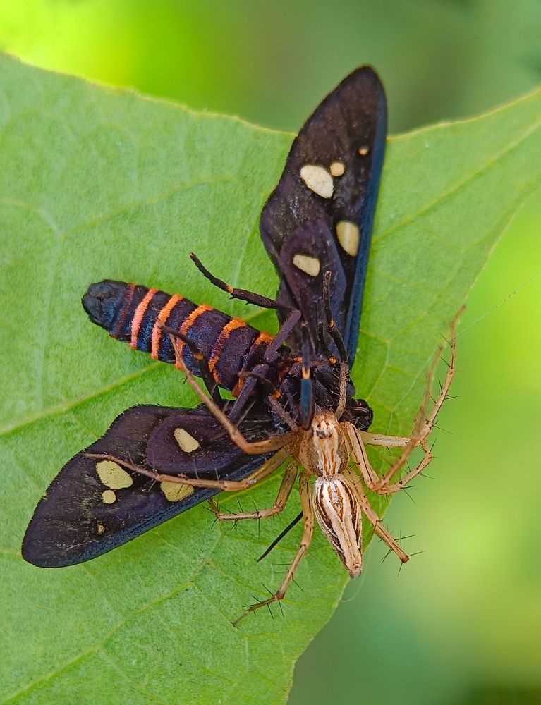 Photograph by Susmita Ghosh