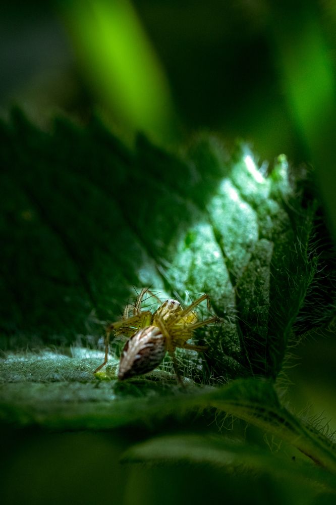 The Spider Who Realized the Dawn