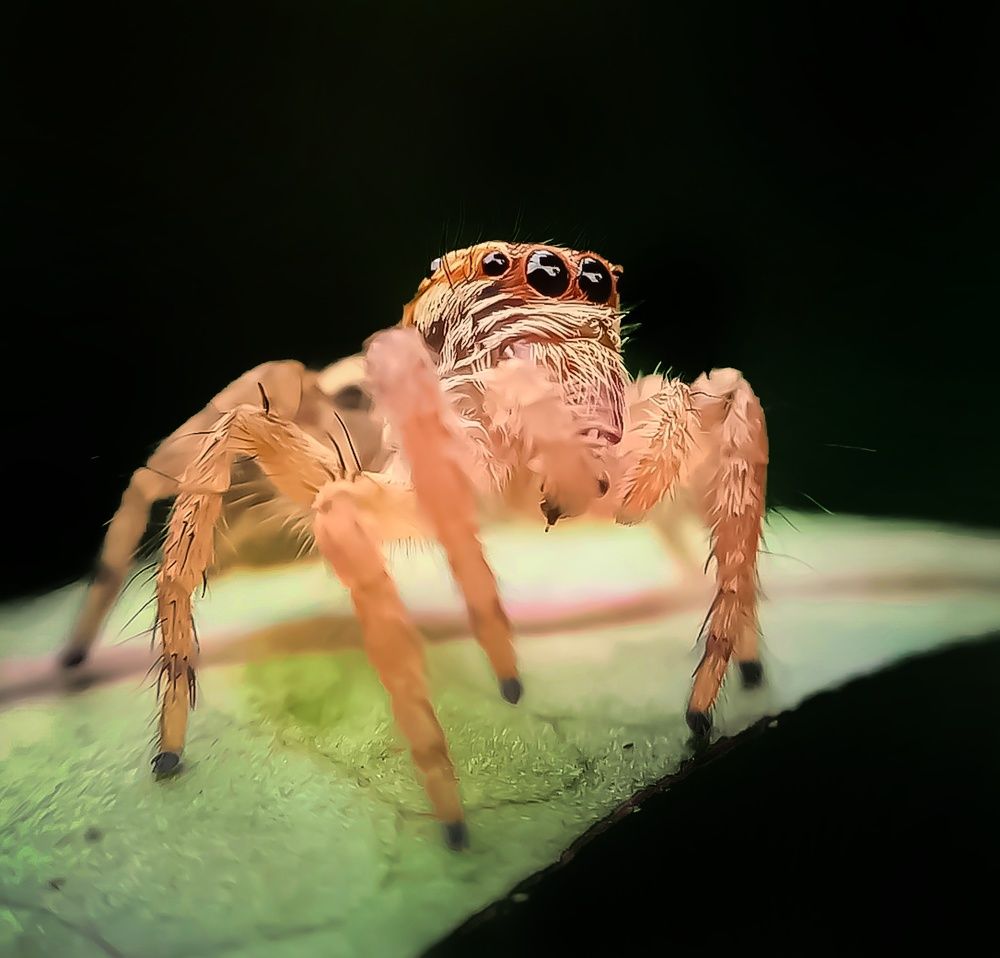 Photograph by A .Thimira dinisuru