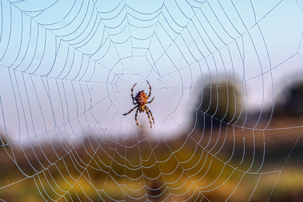 Фотография автора Ольга Лихтарь