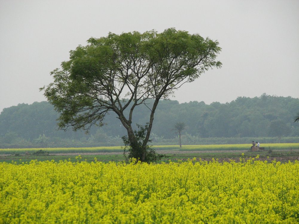Photograph by SURAJIT SARKAR