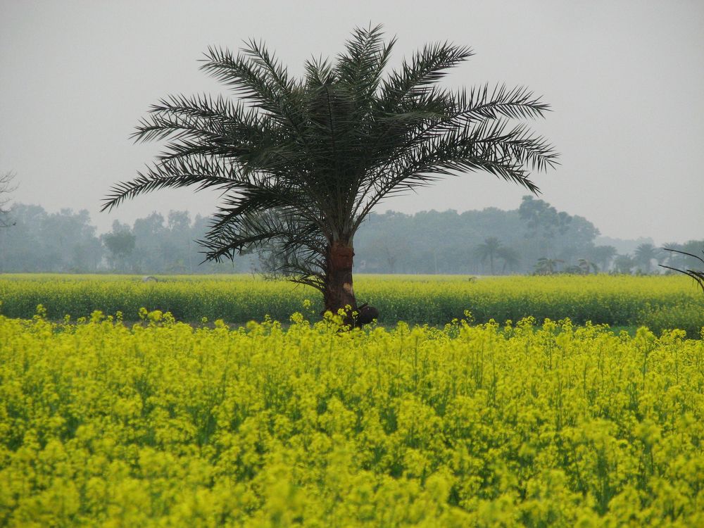 Photograph by SURAJIT SARKAR