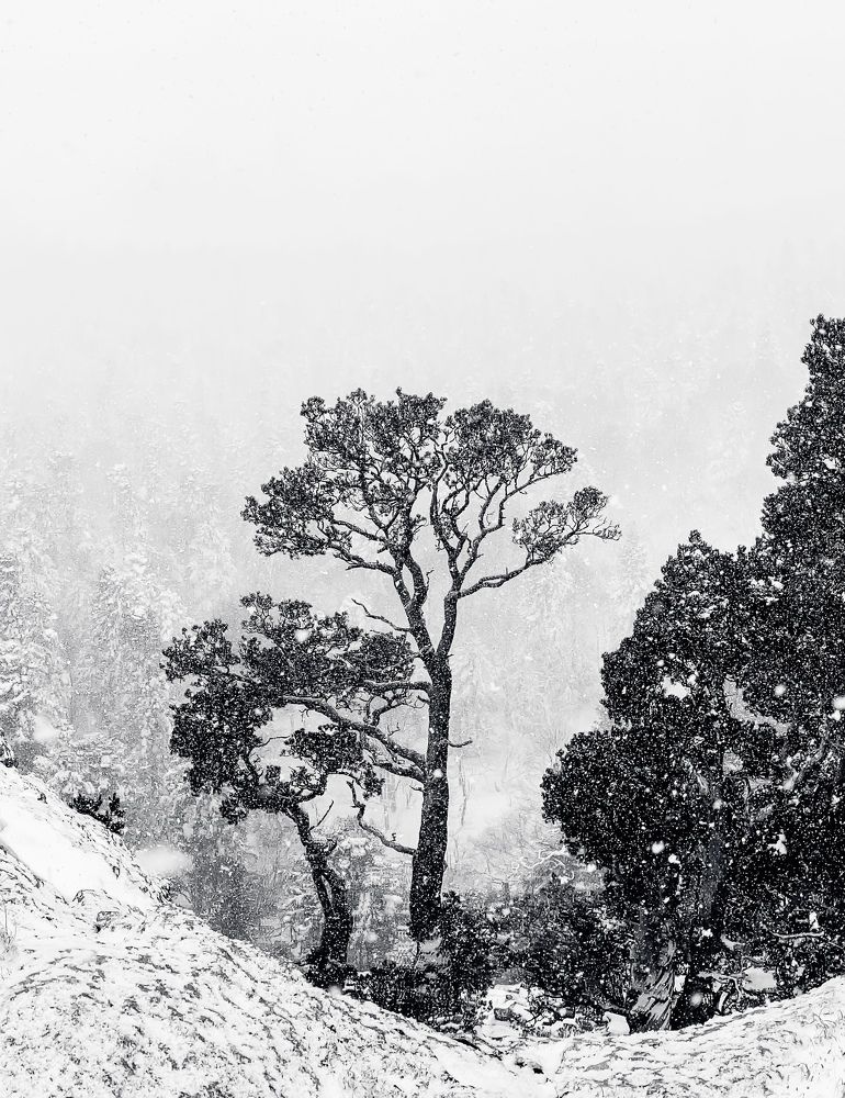 Зимняя сказка